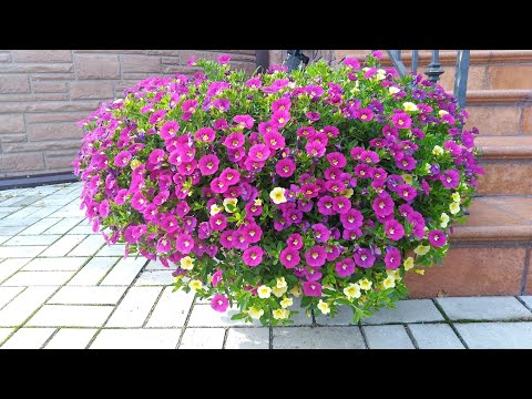 Видео: Консультант Cадовода на Усадьбе №"5