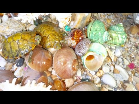 Видео: На этом пляже обитает множество видов существ. Гигантская улитка производит гигантский жемчуг
