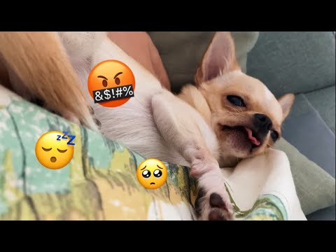 Видео: Ещё пять минут, мам... | Будим Чихуахуа