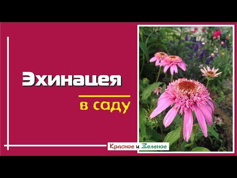 Видео: Эхинацея. Надежные сорта. Как вырастить и с чем сочетается в саду.