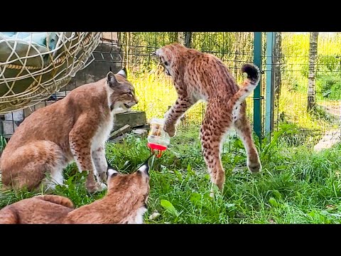 Видео: РЫСИ ПЕРЕПУТАЛИ ИГРУШКИ / Мейн-кун ищет новую семью