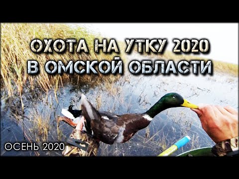 Видео: Охота на утку 2020 | Настрелял зеленоголовых крякашей