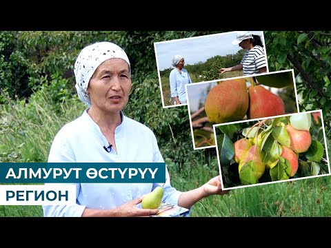 Видео: АЛМУРУТ ӨСТҮРҮҮ // РЕГИОН