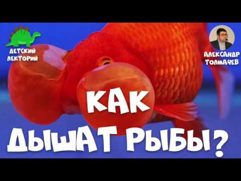 Видео: Как дышат рыбы?