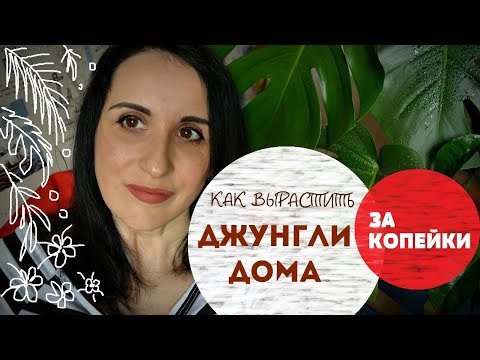 Видео: Комнатные растения. С чего начать? Семена, отростки, горшки, земля, удобрения