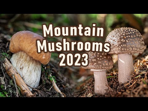 Видео: Грибная охота — июль 2023 г. — Горные грибы — Белый гриб | Белый гриб | Белый гриб | Блашер