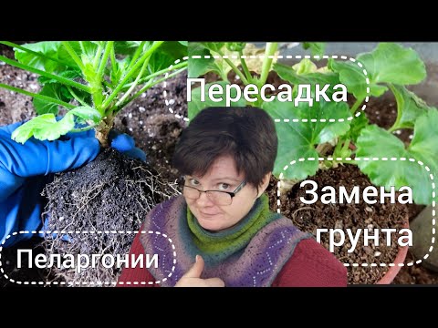 Видео: ПЕЛАРГОНИИ. Пересадка, обновление корневой, замена грунта.