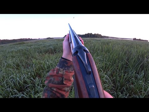 Видео: Охота на утку 04 09 2021 ружье МР 27ЕМ 1С