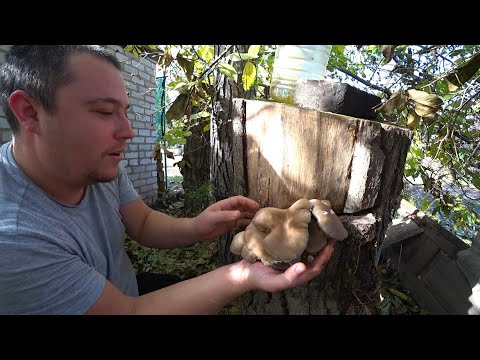 Видео: Виросли гриби на дачі... Гливи на пеньках