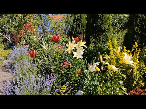 Видео: Плотные посадки в конце июня. В тесноте, но не в обиде. Большая прогулка по саду.