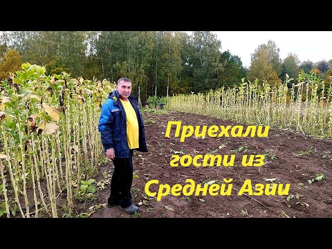 Видео: Наконец то все дома.  Убираем стебли табака.