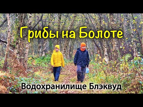 Видео: Ирландия🇮🇪Грибы на Болоте/Старое Водохранилище/Грузди и Волнушки/Последние Грибы