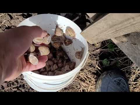 Видео: Улиточная ферма собираем улитку перезимовавшую на поле.