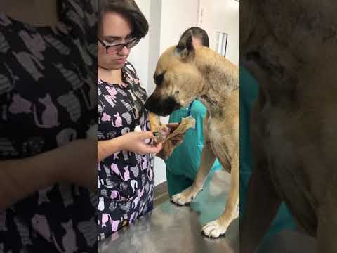 Видео: Взятие крови у собаки донора