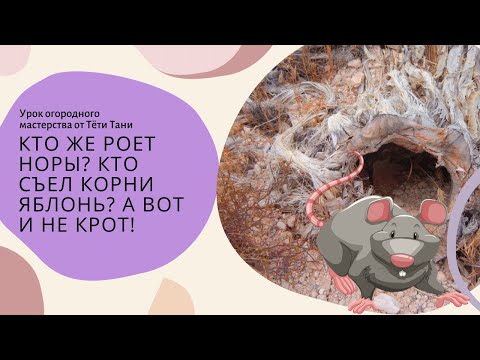 Видео: 778. Кто же роет норы, кто съел картошку под землей, а корни яблонь...а вот и не крот!