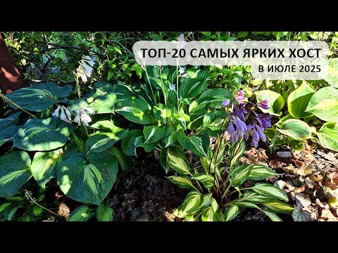 Видео: Топ-20 самых ярких хост июля 2025 #хосты