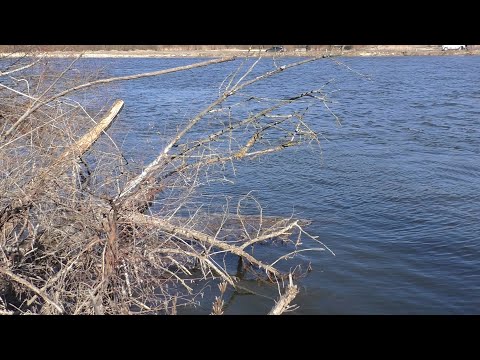 Видео: Десна с. Зазимье  А клюёт на том берегу