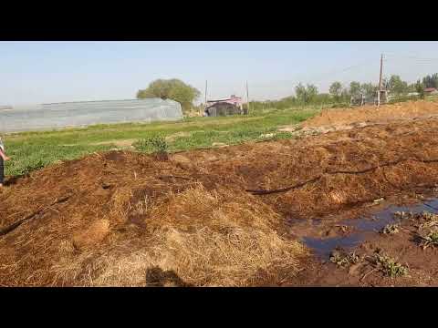 Видео: шұбалшандарды суғару.  8-702-917-40-07                8-705-218-66-68                 Нурали