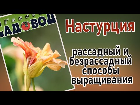 Видео: НАСТУРЦИЯ: рассадный и безрассадный способы выращивания