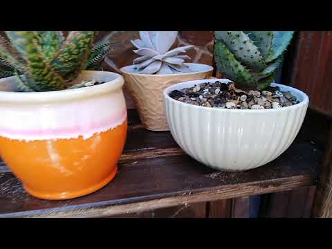 Видео: Кактусы, суккуленты. Стеллажи и полки для цветов. ЦВЕТЫ В МОЕМ ДВОРЕ.