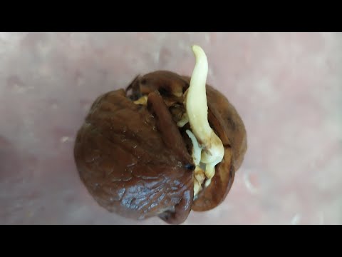 Видео: Проращивание грецкого ореха в домашних условиях.Прошло семь дней.