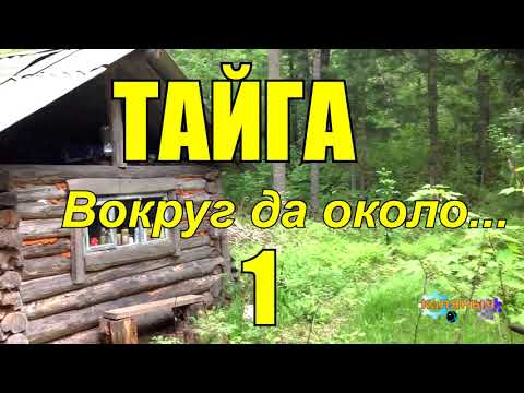 Видео: ТАЙГА | Вокруг да около 1 из 2