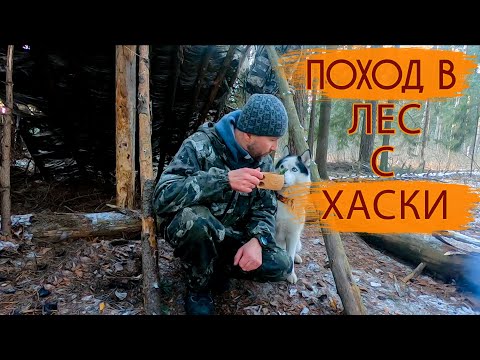 Видео: В лес с Хаски | Поход на лесную стоянку | Курица В фольге на углях | Бушкрафт