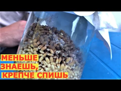 Видео: Выращивание триходермы в доме смертельно опасно