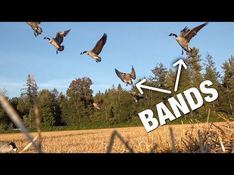 Видео: СНАЙПИНГ ШЕСТИ ГРУПП из отвратительного укрытия на пшеничном поле!! (Вашингтон, ранний сезон охот...