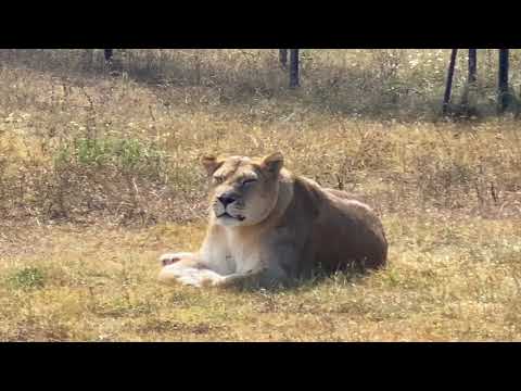 Видео: Что с рожавшей ЛЬВИЦЕЙ КЛАВОЙ ?