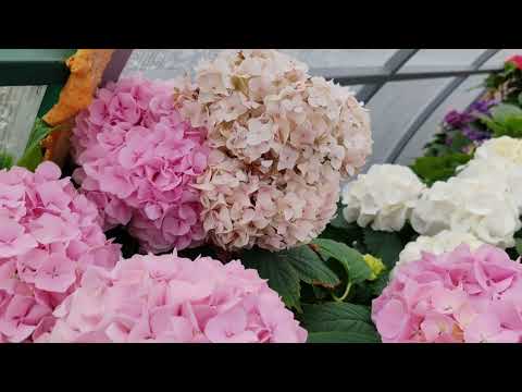 Видео: 8.05.24.Немного красоты для поднятия настроения 😁🌺🌺🌺