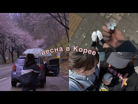 Видео: видеодневник// сакура в Корее, Сеул, деревня и немного моей жизни