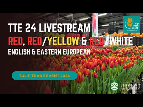 Видео: Livestream - TTE 24 - Red, Red/Yellow & Red/White (красный, красный/желтый и красный/белый)