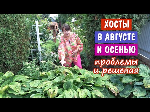 Видео: ХОСТЫ ОСЕНЬЮ. Чем болеют? Как лечить? Чем удобрять? Когда обрезать? Как избавить от слизней?