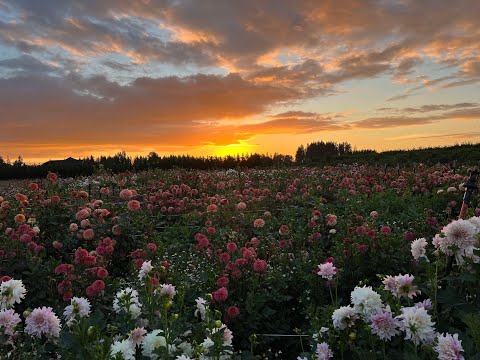 Видео: Цветочная ферма PNW: Экскурсия по 5000 георгинов