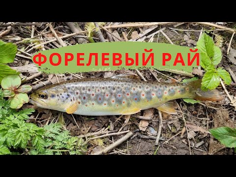 Видео: #25 #ультралайт #форель  Форелевый рай. Выпуск №1