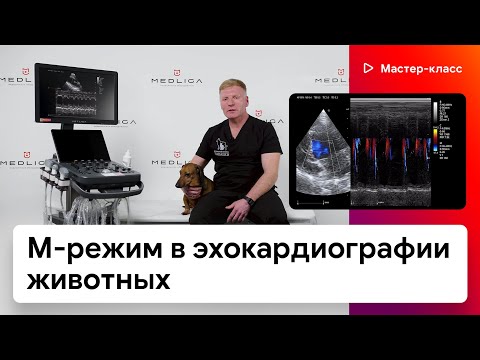 Видео: Варианты применения M-режима в эхокардиографии животных на VETLIGA SV-20