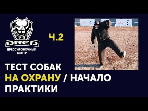 Видео: Тест собак на охрану | ЗКС | Охрана хозяина | Фас / Чужой ч.2 (Практика)