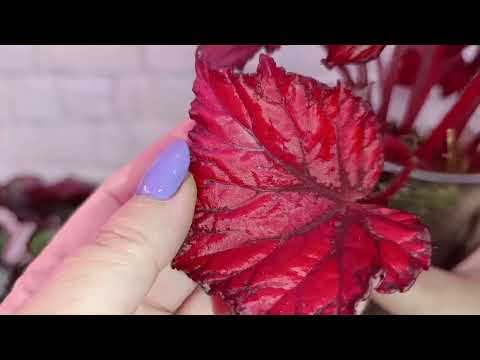 Видео: Немного о бегонии.