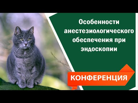 Видео: особенности анестезиологического обеспечения при эндоскопии