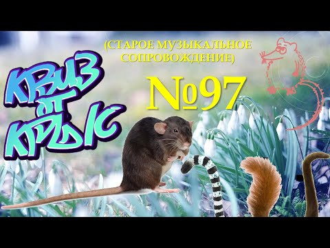Видео: КВИЗ от КРЫС эпизод 97 (старое музыкальное сопровождение)