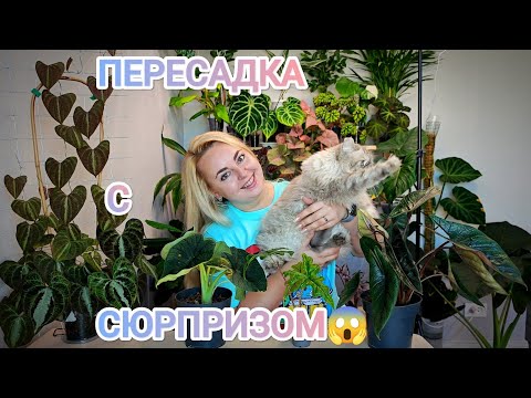 Видео: ПЕРЕСАДКА АЛОКАЗИЙ МЕЛО, СКАЛЬПРУМ И ЖАКЛИН💚 Смотрим корни🫣, отделяем деток☺️, находим клубни😱