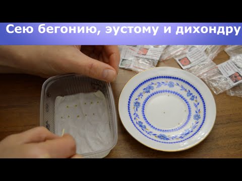 Видео: Сею бегонию, эустому и дихондру.