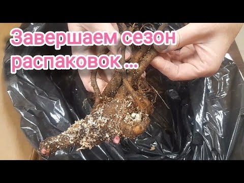 Видео: Распаковка корней пионов из Domenikaflowers от Марины Белик. + БОЛТАЛКА))