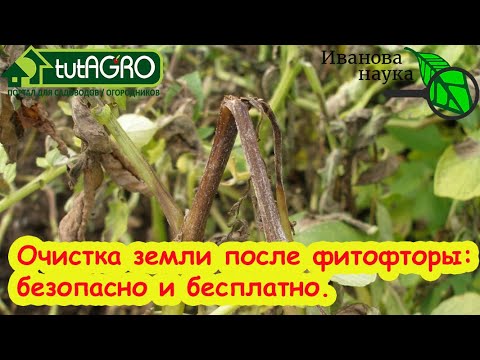 Видео: КАК ОЧИСТИТЬ ПОЧВУ ОТ ФИТОФТОРЫ НАВСЕГДА? Безопасное компостирование ботвы томатов и картофеля.