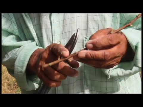 Видео: Пайванди дарахт 3/Прививка деревьев 3/Бахорги пайванд