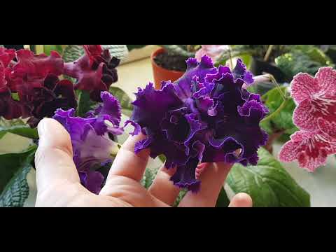 Видео: Цветение стрептокарпусов моей коллекции ,май 2021.Часть 1