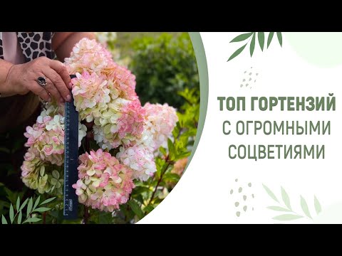 Видео: ОБЗОР ГОРТЕНЗИЙ С ГИГАНТСКИМИ СОЦВЕТИЯМИ ДЛЯ ВАШЕГО САДА | ЖИВОЙ КАТАЛОГ|