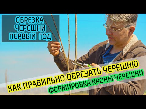 Видео: Обрезка черешни. Формируем саженец в первый год после посадки. Правильная обрезка.