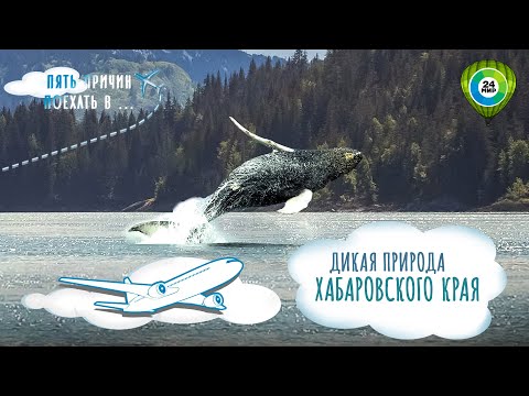 Видео: Арктические киты, древние заповедники и редкие животные: пять причин поехать в Хабаровский край